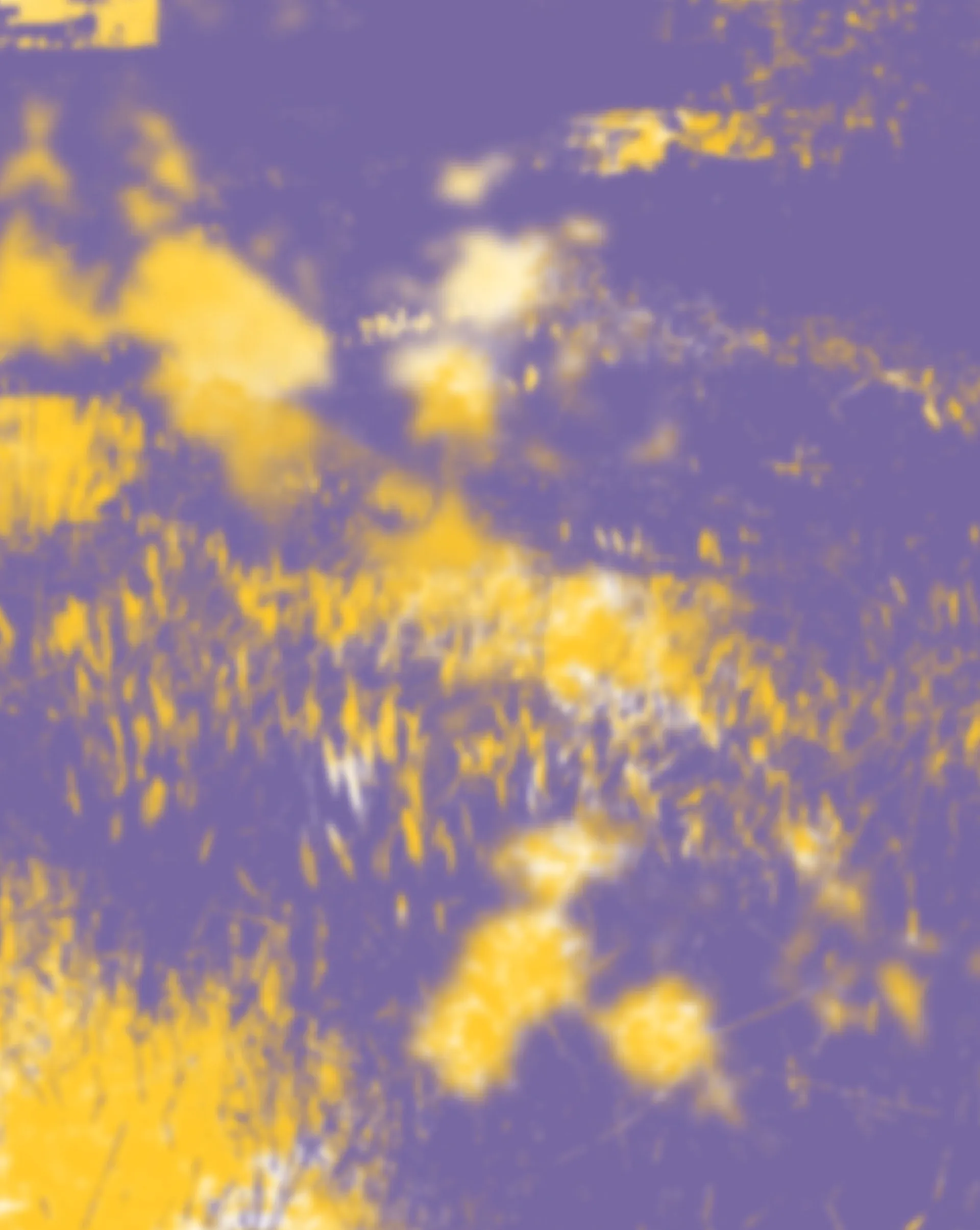 Revista Endémico N°11 Naturalezas urbanas