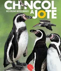 De chincol a jote. Aves chilenas imprescindibles